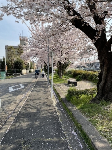 「桜が満開！【費用負担の少ない高齢者施設　右京区　ラポールしらゆきの森】」