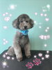 「可愛い子ちゃん♡ Dog salon mofu mofu 余市町」
