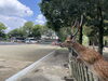 鹿と触れ合う奈良公園のひととき「奈良・東大寺へ下見に行ってきました」