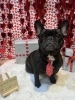 フレブル　シャンプー「🐶トイプードル、ミックス、フレブルのトリミングのお友達❤️」