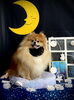 ポムちゃん「お月さまとわんこ🌛」