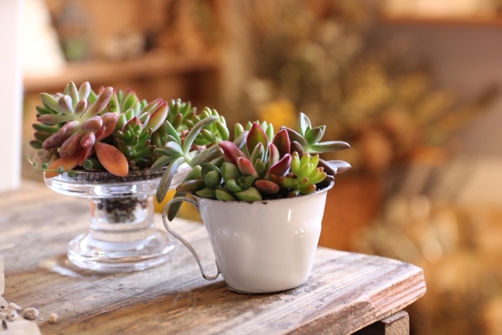 キット かんたん多肉植物寄せ植えキット By Calm Heart おうち時間をハンドメイドで楽しむ By まいぷれハンドメイド部 まいぷれ 江戸川区 キット かんたん多肉植物寄せ植えキット By Calm Heart おうち時間をハンドメイドで楽しむ By まいぷれハンドメイド部 まいぷれ 江戸川区