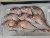 「本日入荷│天然真鯛│鮎│生サンマ│等、　店主厳選の鮮度が自慢の魚介類が並ぶ鮮魚店！枚方市茄子作北町1-7（ひらかたポイント使えます。）」