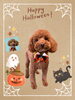 「Dog salon mofu mofu　余市町」