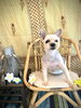 ココアくん「わんことアジアン　^ - ^」