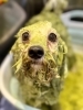 ハーブパック「🐶チワプー、ビション、ダックス、トリミングのお友達❤️」