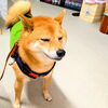「今日のお友達」