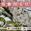 【2026年】新居浜・西条の桜開花情報｜花見スポットと最新状況