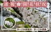 2026年】新居浜・西条の桜開花情報｜花見スポットと最新状況 | 新居浜