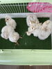 次回の繁殖は年末頃の予定です　「ヒナちゃん残り1羽」