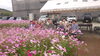 「デイサービス金太郎野外歩行訓練八女市立花町立花商事コスモス園へ‼️YouTube見てね(^O^)‼️。」