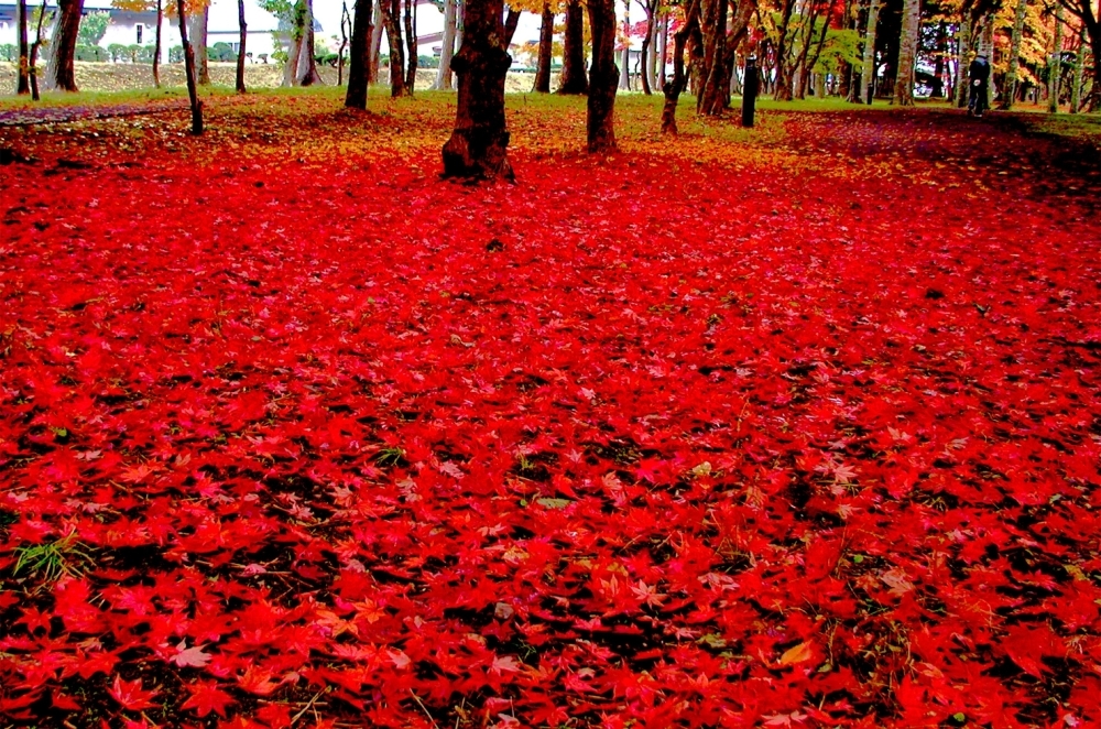 函館市の紅葉スポット 函館市 北斗市 七飯町 道南の紅葉スポット紹介 まいぷれ 函館