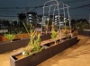 屋上庭園夜景🌃で～す。実がなる植物がたくさん🪴「介護サークルかがやき丘の上の小さな家自慢「秋のご膳」🍂ミニ懐石❓」