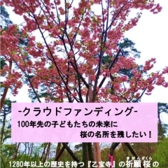 胎内市乙（きのと）の『地域を100年先の未来に繋ぐ、千本桜プロジェクト』をご紹介！