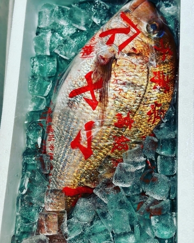 真鯛→千葉県　鴨川「3月31日　船橋市場で、春を感じる魚介の仕入れです。」