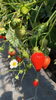 ハウス内「いちご、大粒から小粒までたくさん採れています🍓🍓🍓」
