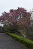「八重桜　五分咲き」