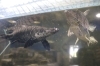 イルカに似ている⁈ 1億年前から姿を変えない古代魚、「ガー」【霞ヶ浦