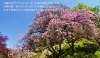 大阪市立大学理学部附属植物園 特集 交野市のお花見スポット 織姫ねっと 交野市