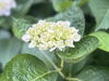 紫陽花「【嵐山】」