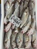 石持ち「岩牡蠣❼月〜❽月販売致します」