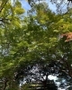 「まいづる茶屋で四季折々の景色をお楽しみください🍂」