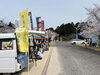 桜が満開です「上寺山にて営業中です」