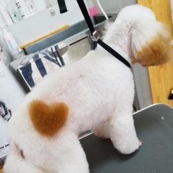 デザインカット カラーリング ドッグサロンbeeのニュース まいぷれ 笠間市