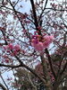 「引揚記念公園の桜が咲き始めました。」