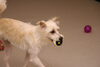 いせちゃん「今日のお友達」