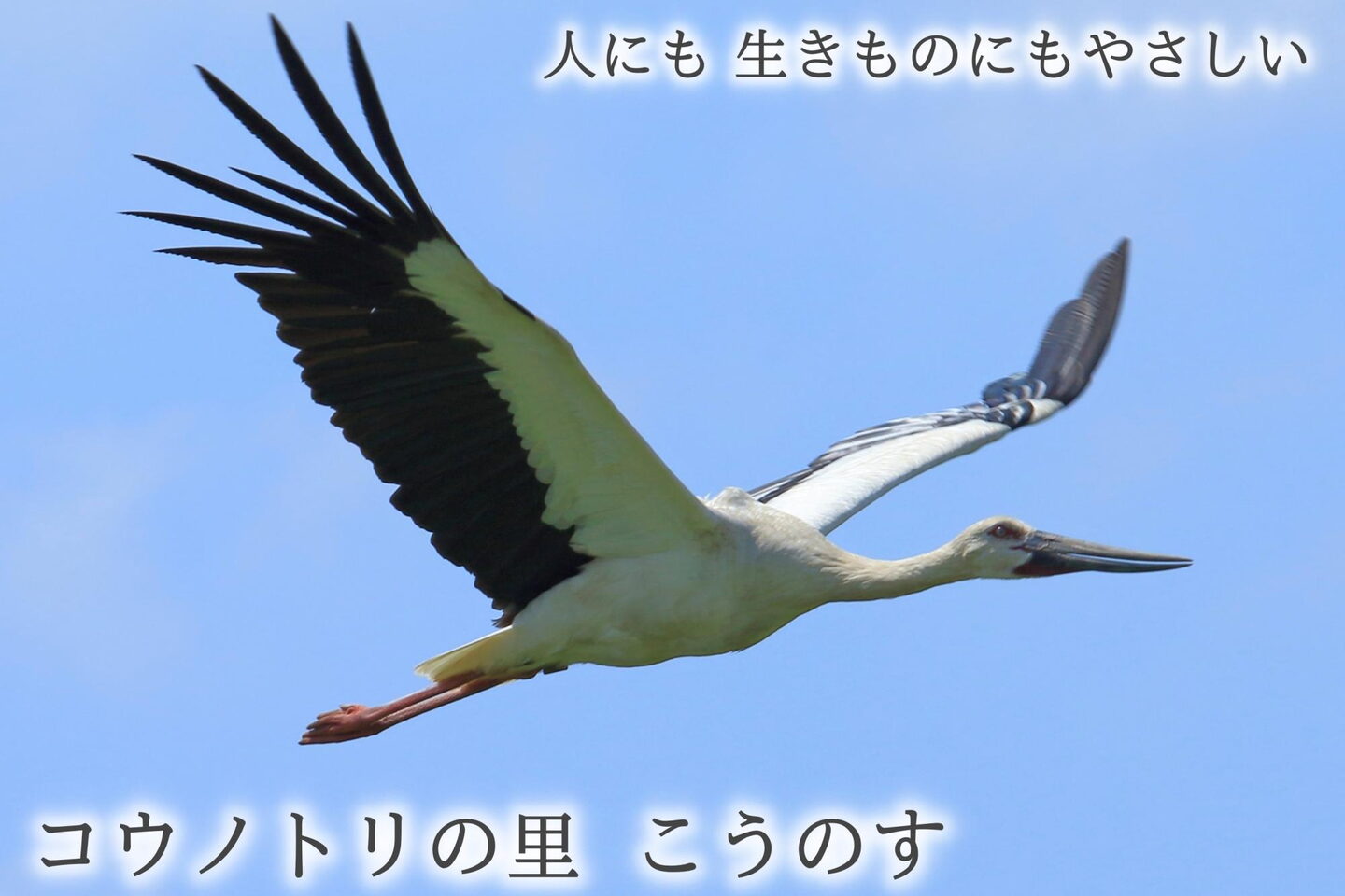 鴻巣特産 コウノトリ商品特集 こうのす広場 鴻巣市 鴻巣特産 コウノトリ商品特集 こうのす広場 鴻巣市