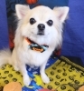 ドッグサロン ブラン 超小型犬のトリミング プレミアムコース 他２種 ふるさと納税で日本を元気に 柏市 まいぷれ 柏市