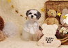 Happy　birthday　アモルくん「Anniversary photo　」