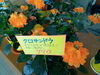 「南魚沼の花屋、フローリストたかのです。敬老の日におすすめのお花。」