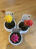 「観葉植物入荷しました」