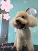 「可愛い子ちゃん♡Dog salon mofu mofu余市町」
