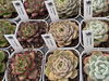 「歳末SALE（12/6～12/31）期間中は多肉植物3割引❕☆彡」