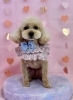 タロウくん「ピンクバレンタイン💝」