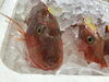 「魚魚市場鮮魚コーナーおすすめは「キンメダイ」です♪」