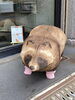 「たぬきの「たぬ吉」(*´∀｀*)！」