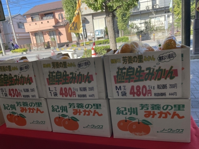 L玉、M玉、S玉の3種類「極早生紀州みかん入荷してます。」