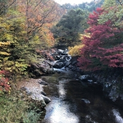 段戸川沿いの紅葉