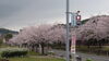 「実家近くの桜並木(北九州市八幡西区若葉にある少人数対応安心低価格の直葬．家族葬専門葬儀社です)」