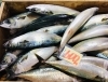 「魚魚市場鮮魚コーナーおすすめは「あゆ・ヤイト」です♪」