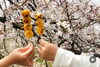 みたらしだんごでお花見「春のお楽しみ、すぐそこに🌸御菓子処美松より」