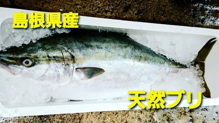 「○本日のお刺身○【島根県産】ヤリイカ、天然ブリ」