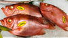 「魚魚市場鮮魚コーナーおすすめは「天然ぶり・天然ヒラメ」です♪」