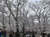 宮川堤公園「宮川堤公園　桜開花状況🌸」