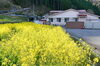 菜の花は見ごろになりました。「プレ花見をしました。」