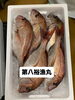鯛「10時から岩牡蠣販売致します」